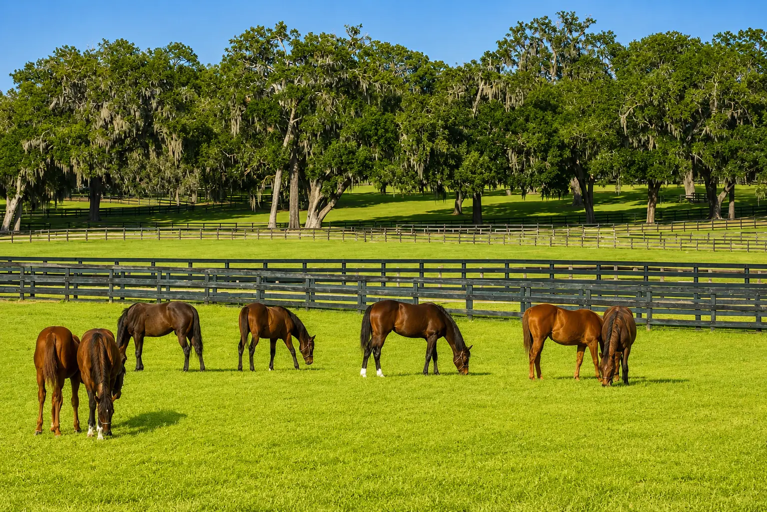 Horses grazing on a Marion County, Florida horse farm pasture near Ocala